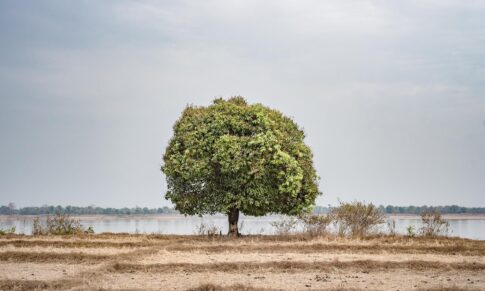 Abbracciare gli alberi, usare l’energia e curarsi con i segreti taoisti
