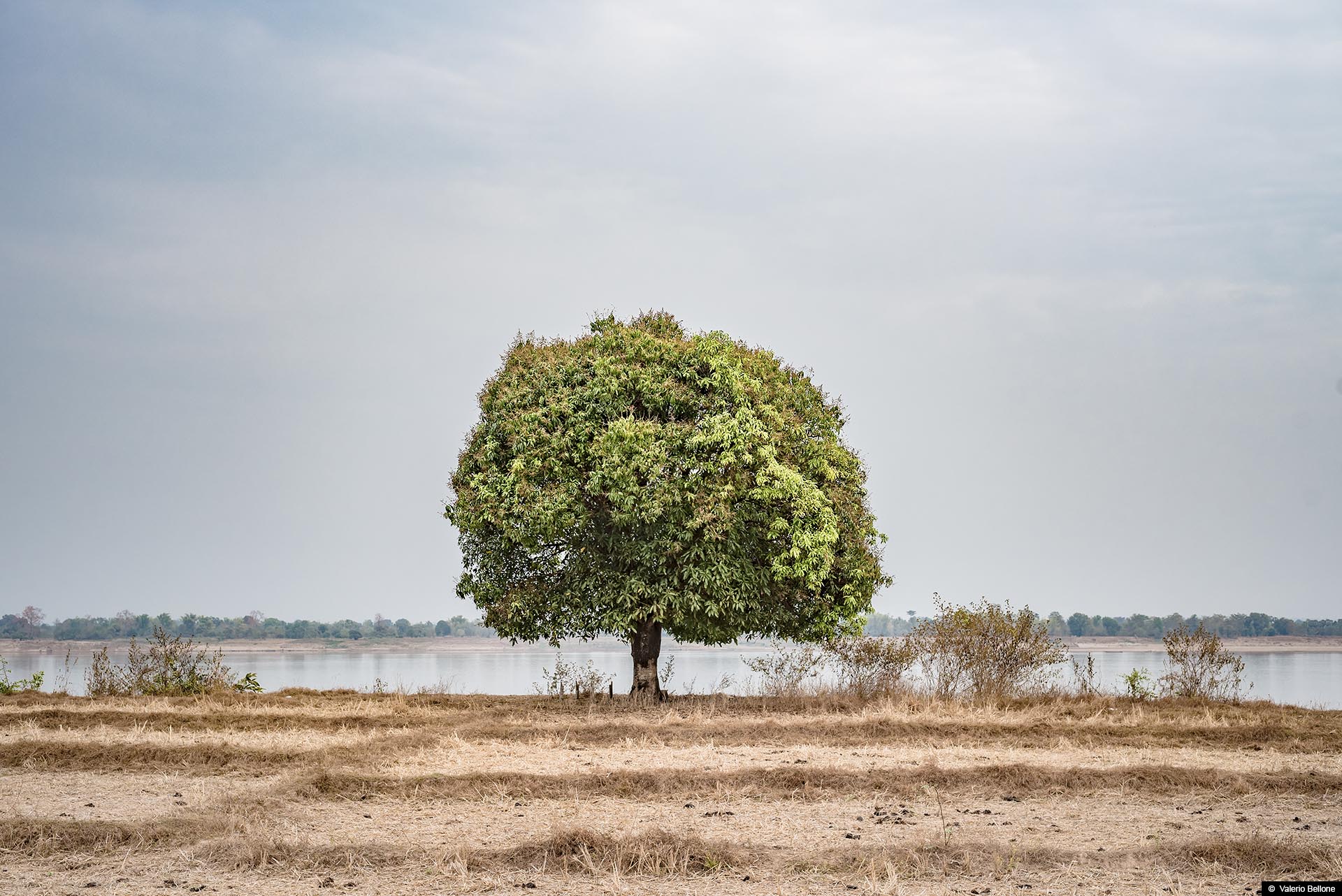 abbracciare gli alberi